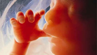 An Abridged History Of The Imagery Of The Human Embryo
